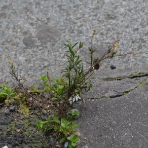 Photographie n°748908 du taxon Passerage des décombres