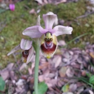 Photographie n°749060 du taxon Ophrys tenthredinifera subsp. neglecta (Parl.) E.G.Camus [1908]