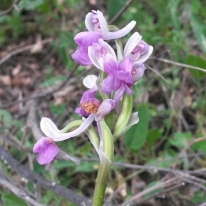 Photographie n°749061 du taxon Anacamptis longicornu (Poir.) R.M.Bateman, Pridgeon & M.W.Chase [1997]