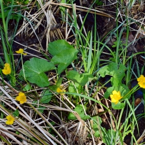 Photographie n°749065 du taxon Caltha palustris L. [1753]