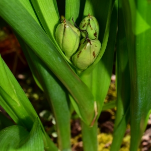 Photographie n°749067 du taxon Colchicum autumnale L. [1753]