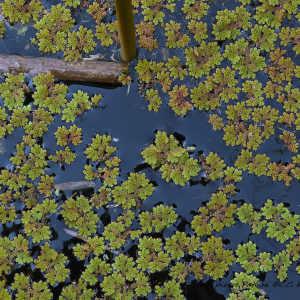 Photographie n°749181 du taxon Azolla filiculoides Lam. [1783]