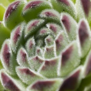 sempervicum calcareum [nn] par Frédéric DORGLER le 10/04/2016 - Sickert