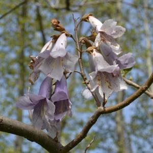 Photographie n°749242 du taxon Paulownia tomentosa (Thunb.) Steud. [1841]