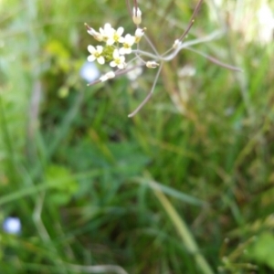 Photographie n°749335 du taxon Arabidopsis thaliana (L.) Heynh. [1842]