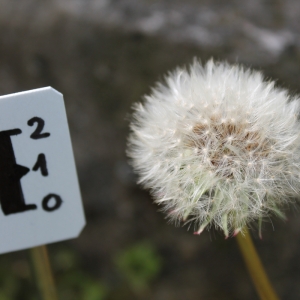 Photographie n°749415 du taxon Taraxacum F.H.Wigg. [1780]