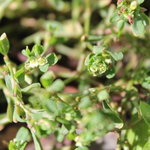 Photographie n°749419 du taxon Polygonum aviculare L. [1753]