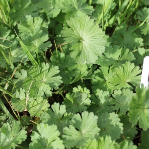 Photographie n°749441 du taxon Geranium molle L. [1753]