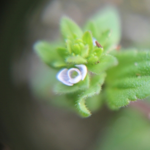 Photographie n°749449 du taxon Veronica arvensis L. [1753]