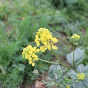 Photographie n°749460 du taxon Sinapis arvensis L. [1753]