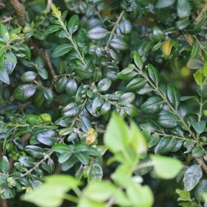 Photographie n°749490 du taxon Buxus sempervirens L. [1753]