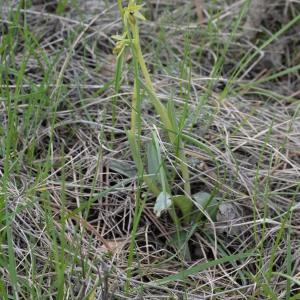 Photographie n°749533 du taxon Ophrys litigiosa E.G.Camus [1896]