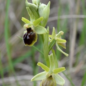 Photographie n°749534 du taxon Ophrys litigiosa E.G.Camus [1896]