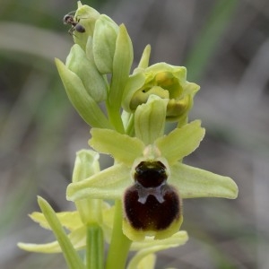 Photographie n°749538 du taxon Ophrys litigiosa E.G.Camus [1896]