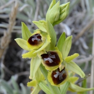 Photographie n°749541 du taxon Ophrys litigiosa E.G.Camus [1896]