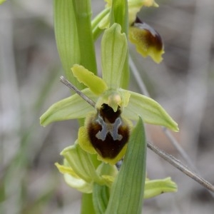 Photographie n°749542 du taxon Ophrys litigiosa E.G.Camus [1896]