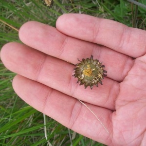 Photographie n°749554 du taxon Bellis pappulosa Boiss. ex DC. [1838]