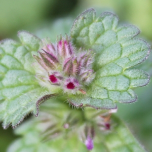 Photographie n°749607 du taxon Lamium amplexicaule L.