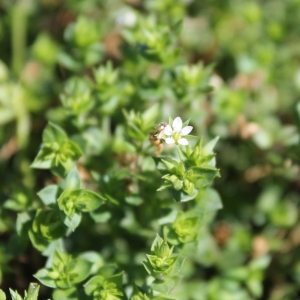 Photographie n°749619 du taxon Arenaria serpyllifolia L. [1753]