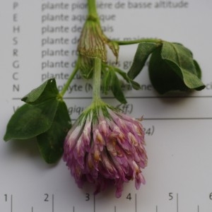 Photographie n°749628 du taxon Trifolium pratense L. [1753]