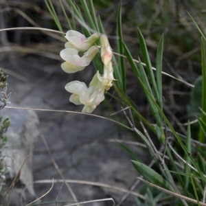 Photographie n°749700 du taxon Lathyrus pannonicus subsp. asphodeloides (Gouan) Bässler [1966]