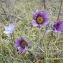  christian Pantacchini - Anemone pulsatilla subsp. bogenhardtiana (Rchb.) Rouy & Foucaud [1893]