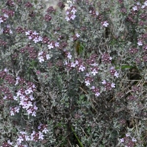 Photographie n°749882 du taxon Thymus vulgaris L. [1753]