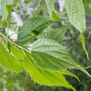 Photographie n°749950 du taxon Celtis australis L. [1753]