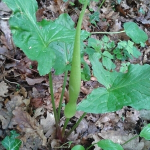 Photographie n°750058 du taxon Arum maculatum L. [1753]