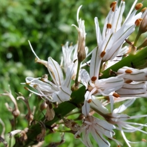 Photographie n°750107 du taxon Asphodelus albus Mill. [1768]