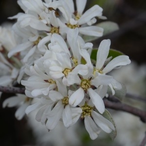 Photographie n°750137 du taxon Amelanchier ovalis Medik. [1793]