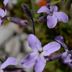 Photographie n°750139 du taxon Hesperis laciniata All. [1785]