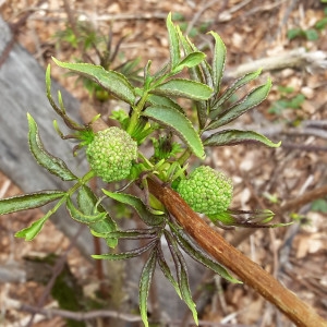 Photographie n°750401 du taxon Sambucus racemosa L. [1753]