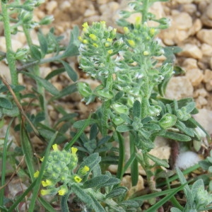 Photographie n°750527 du taxon Alyssum alyssoides (L.) L. [1759]