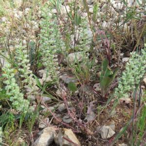 Photographie n°750529 du taxon Alyssum alyssoides (L.) L. [1759]