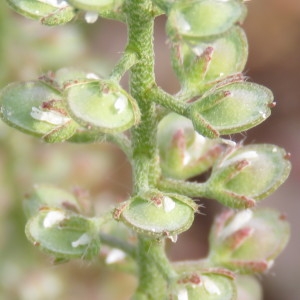 Photographie n°750531 du taxon Alyssum alyssoides (L.) L. [1759]