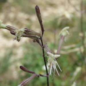 Photographie n°750584 du taxon Silene italica (L.) Pers. [1805]