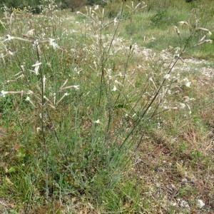 Photographie n°750585 du taxon Silene italica (L.) Pers. [1805]