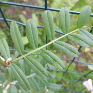 Photographie n°750828 du taxon Vicia sativa L. [1753]