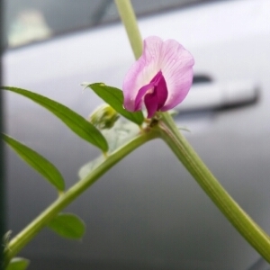 Photographie n°750829 du taxon Vicia sativa L. [1753]