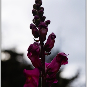 Photographie n°750873 du taxon Antirrhinum majus L. [1753]