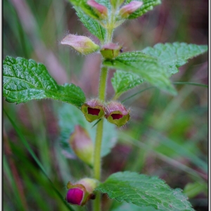 Photographie n°750876 du taxon Melittis melissophyllum L.