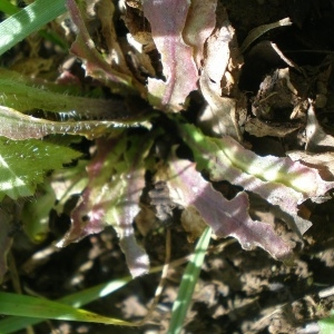 Photographie n°751004 du taxon Arabidopsis thaliana (L.) Heynh.