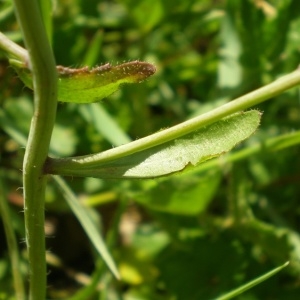 Photographie n°751007 du taxon Arabidopsis thaliana (L.) Heynh.