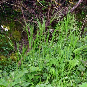 Photographie n°751073 du taxon Bromus sterilis L. [1753]