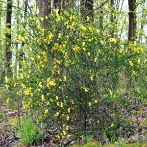 Photographie n°751074 du taxon Cytisus scoparius (L.) Link [1822]