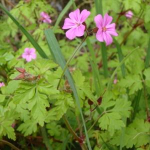 Photographie n°751128 du taxon Geranium robertianum L. [1753]