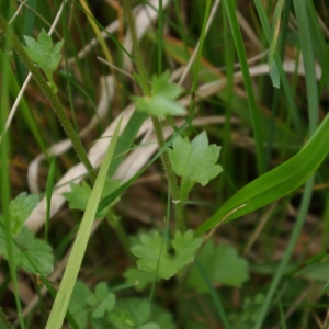 Photographie n°751248 du taxon Saxifraga granulata L. [1753]