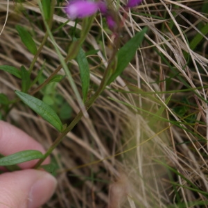 Photographie n°751250 du taxon Polygala vulgaris L. [1753]