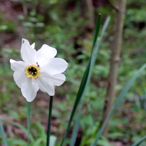 Photographie n°751353 du taxon Narcissus poeticus L. [1753]